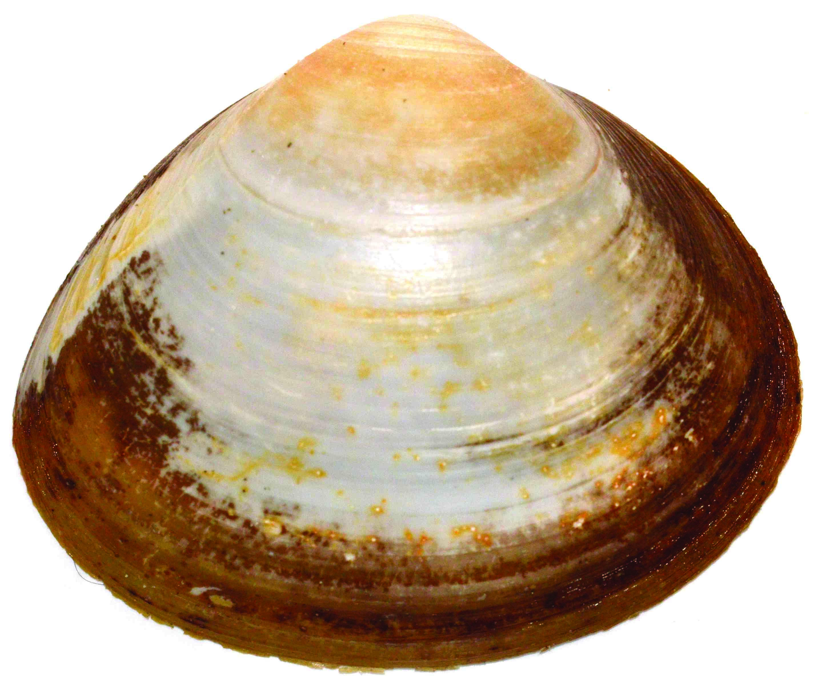 clam scientific name